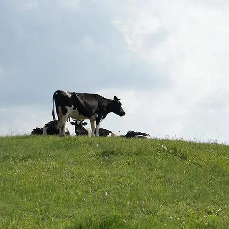 Jora Siedlisko 乡村民宿 *
